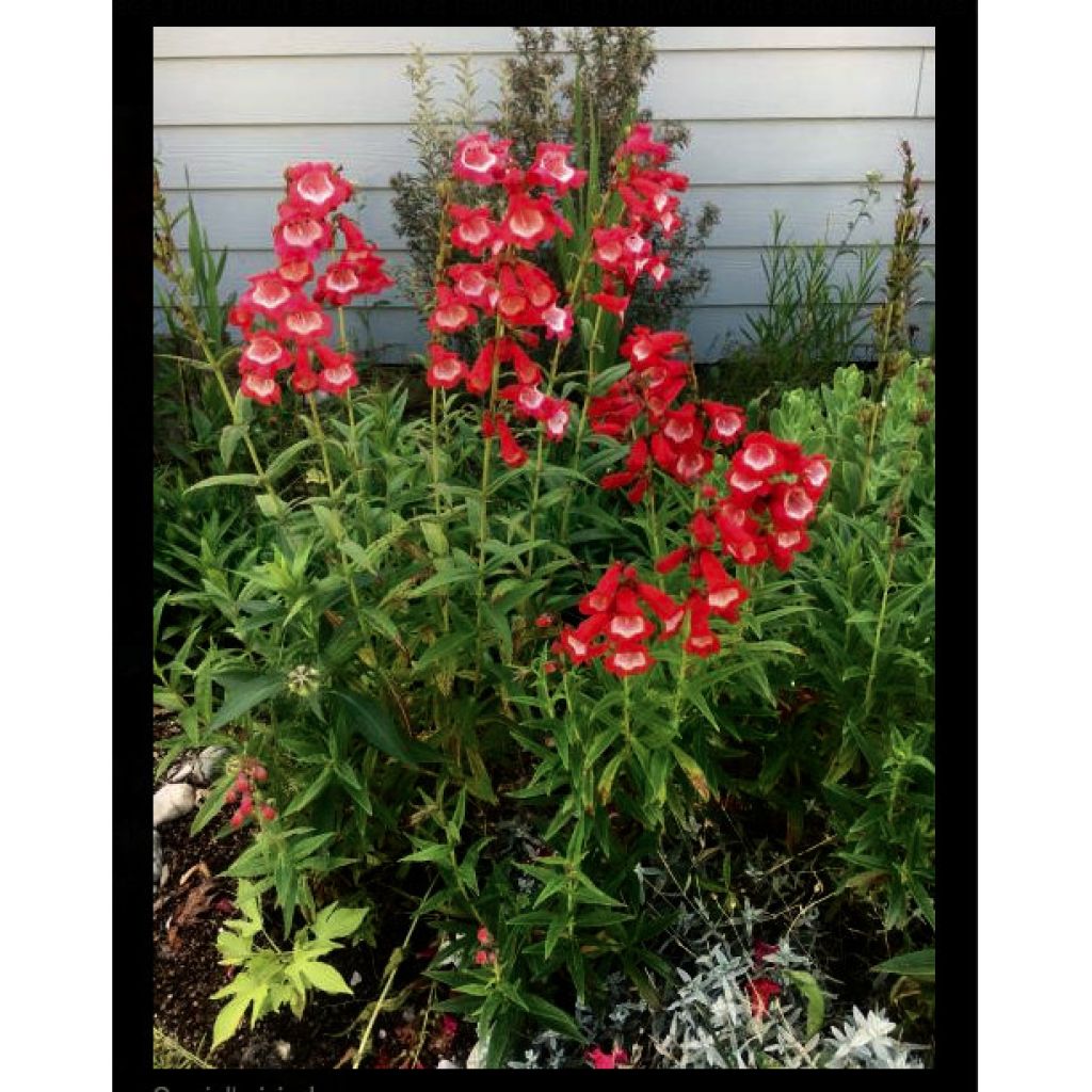 Penstemon Le Phare - Galane