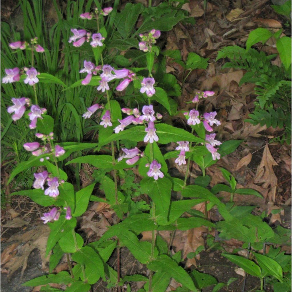 Penstemon smallii - Galane