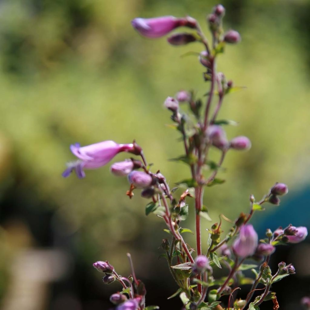 Penstemon smallii - Galane