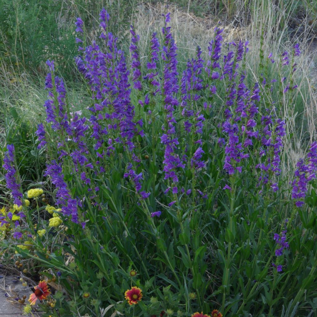 Penstemon strictus - Galane