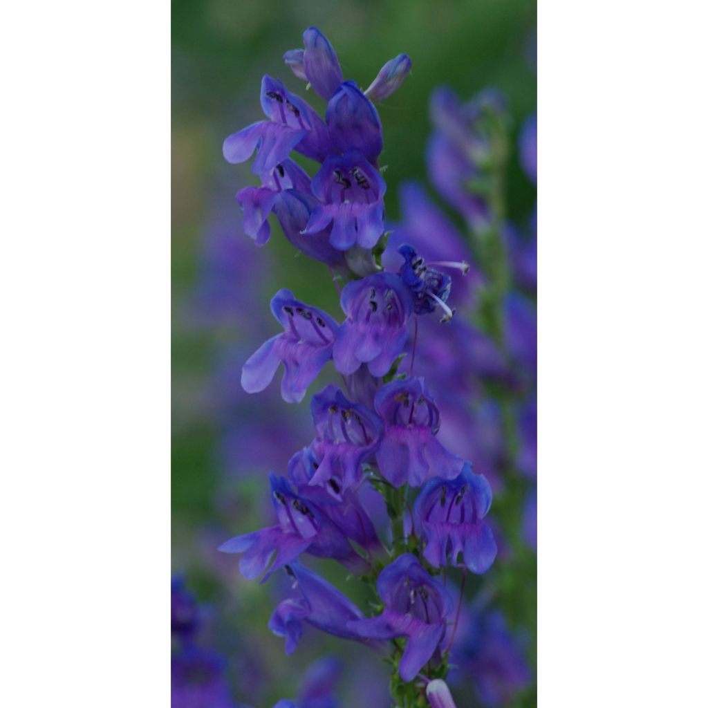 Penstemon strictus - Galane