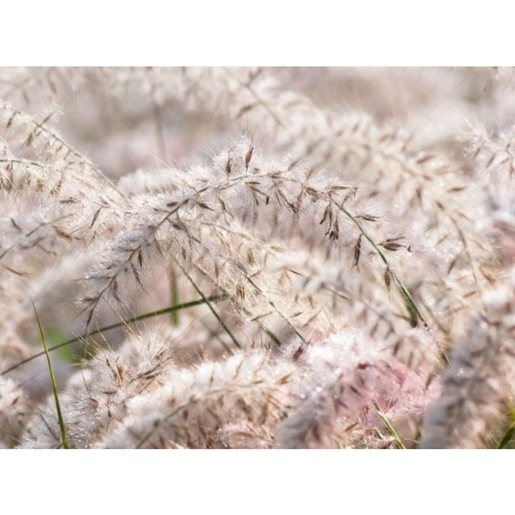 Pennisetum orientale JS Dance With Me - Herbe aux écouvillons