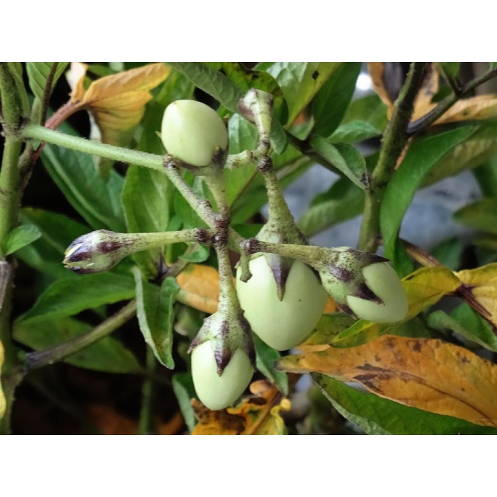 Melon Poire - Pépino - Solanum muricatum