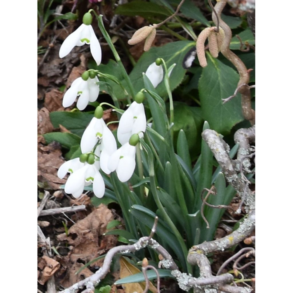 Perce-neige - Galanthus nivalis S. Arnott