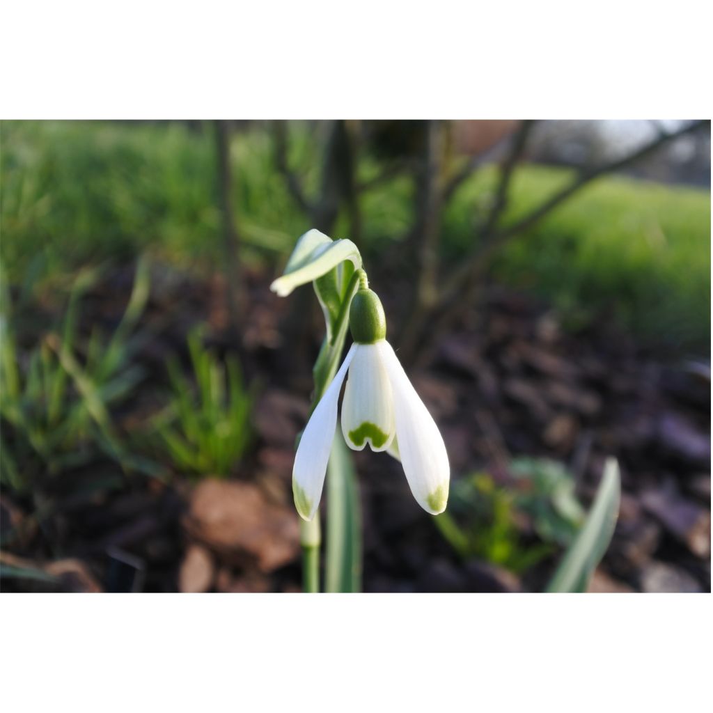 Perce-neige - Galanthus nivalis Viridi-Apice