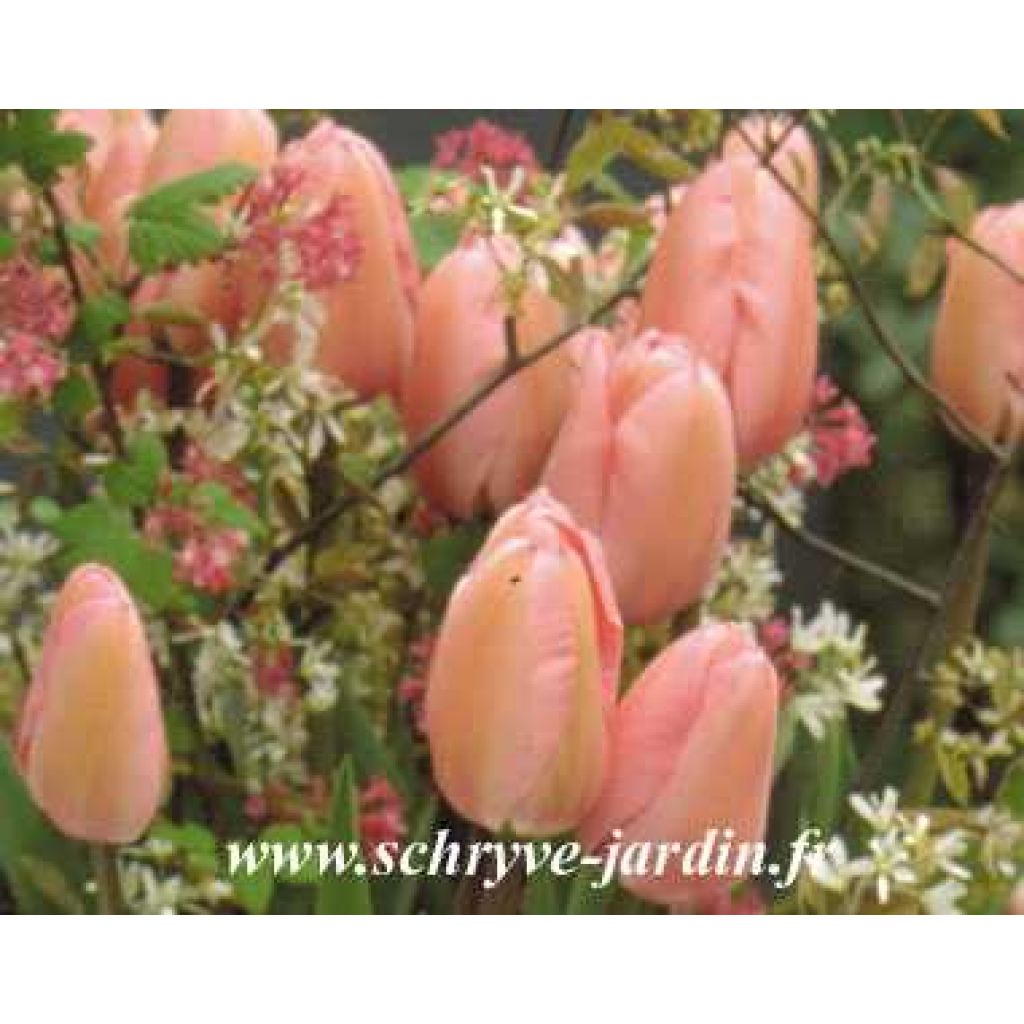 Tulipe Perless pink, simple tardive