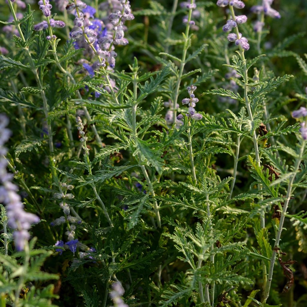 Perovskia atriplicifolia Blue Spire - Sauge de Sibérie