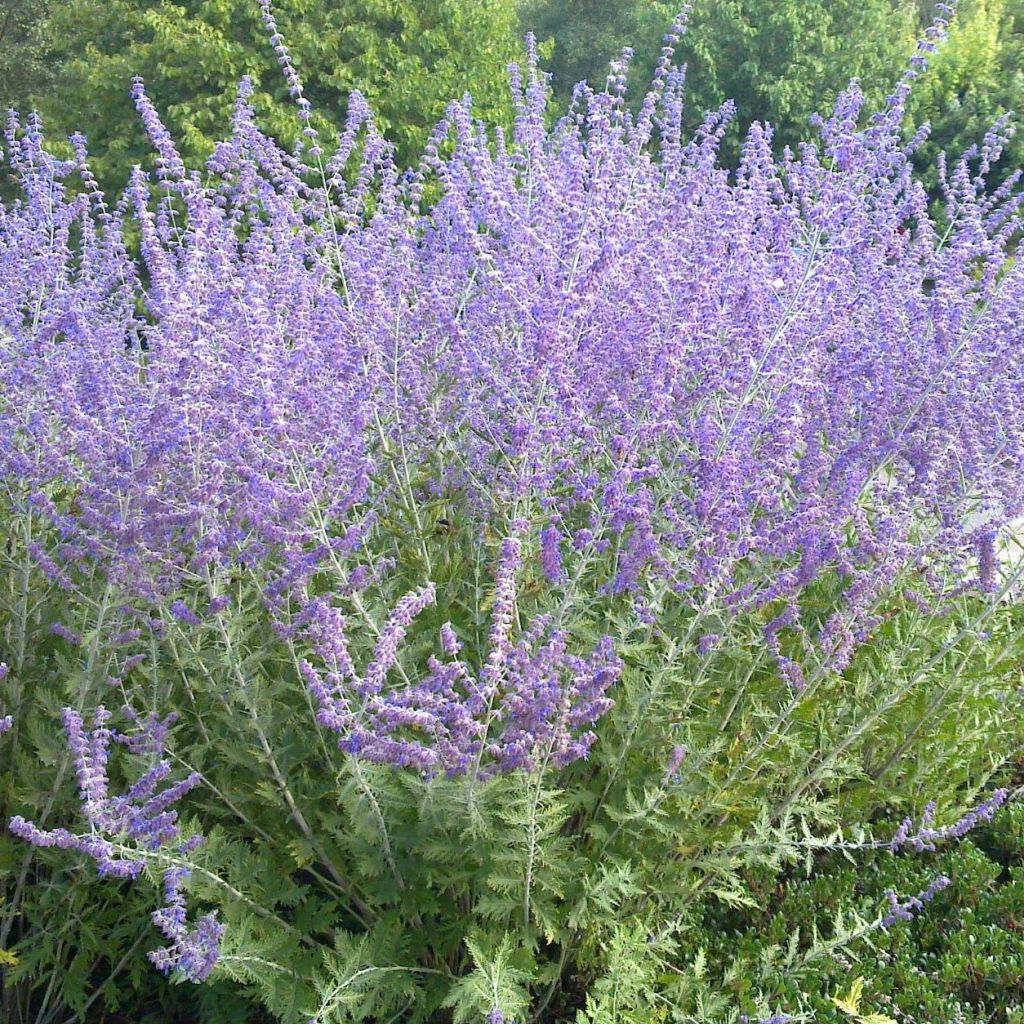 Perovskia atriplicifolia Blue Spire - Sauge de Sibérie