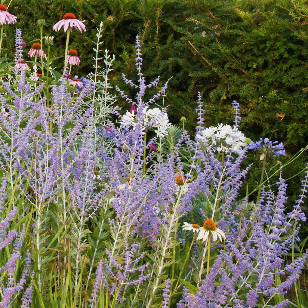 Perovskia atriplicifolia Blue Spire - Sauge de Sibérie