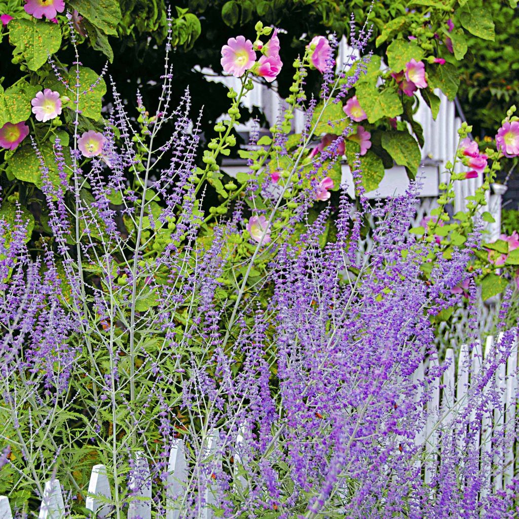 Perovskia atriplicifolia Blue Spire - Sauge de Sibérie