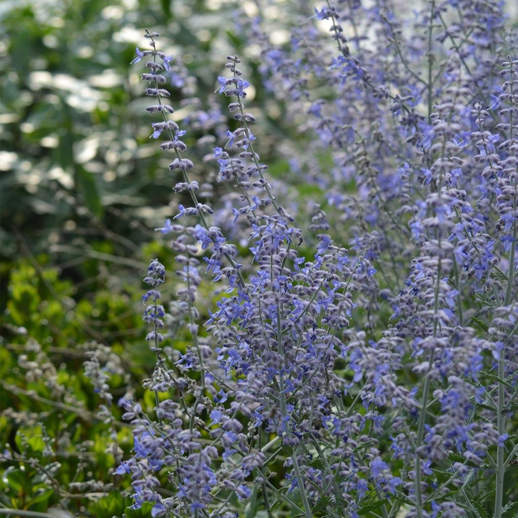 Perovskia atriplicifolia Blue Spire - Sauge de Sibérie