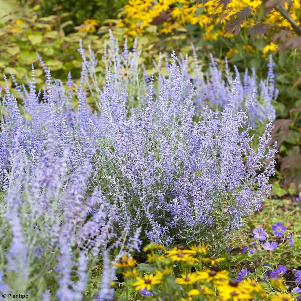 Perovskia atriplicifolia Lacey Blue