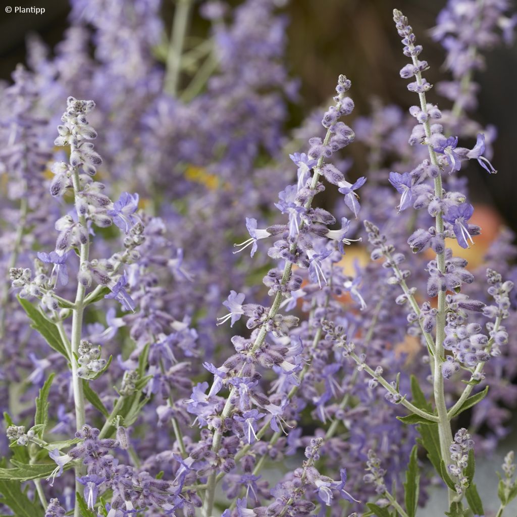 Perovskia atriplicifolia Lacey Blue