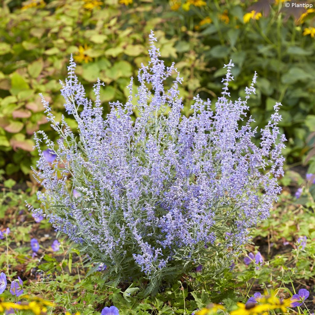 Perovskia atriplicifolia Lacey Blue