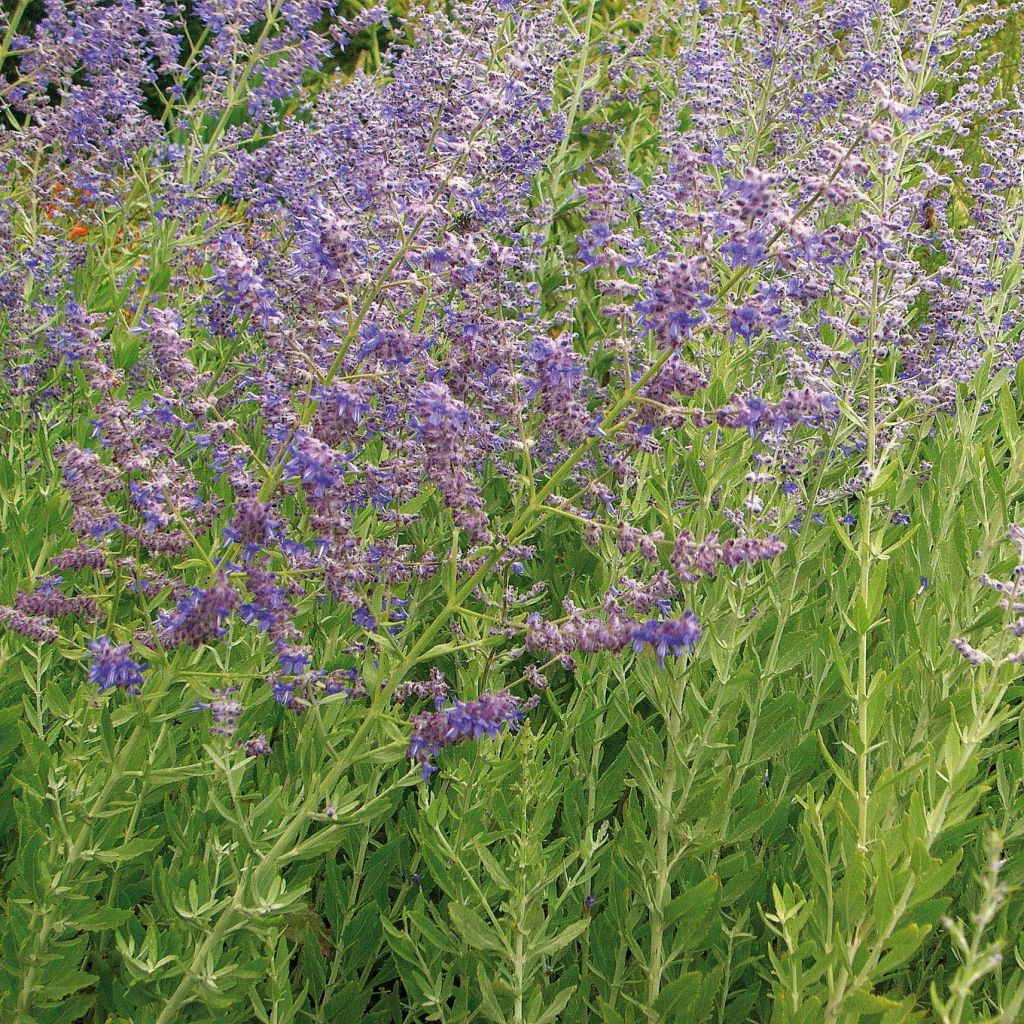 Perovskia atriplicifolia Little Spire - Sauge d'Afghanistan compacte