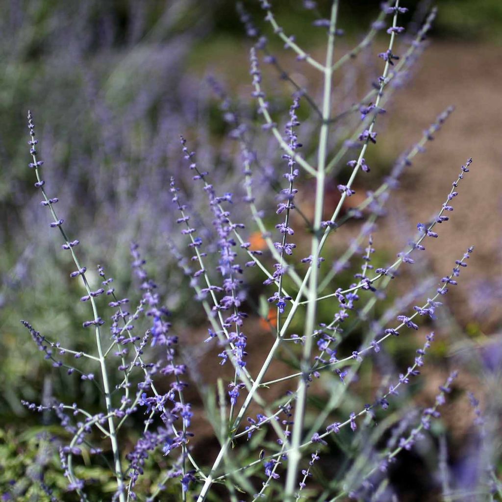 Perovskia atriplicifolia Little Spire - Sauge d'Afghanistan compacte