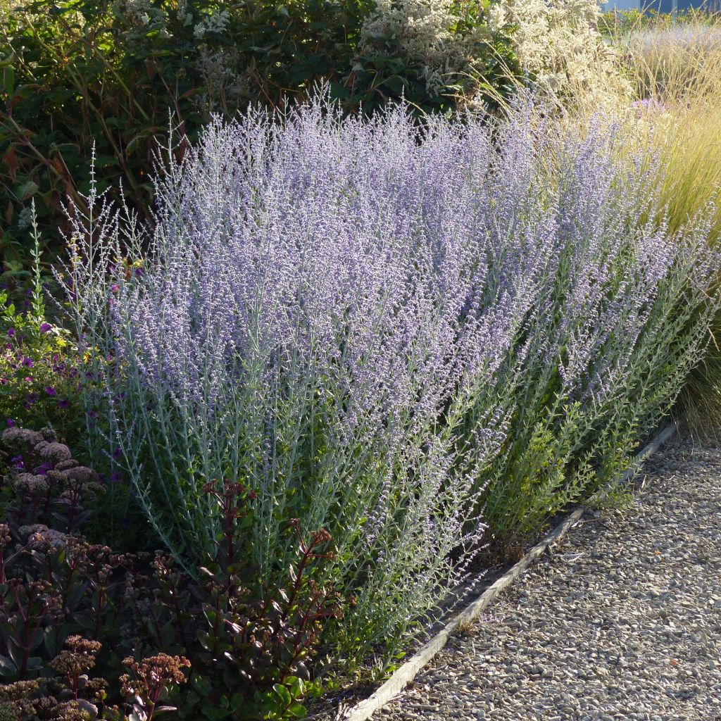 Perovskia atriplicifolia Little Spire - Sauge d'Afghanistan compacte