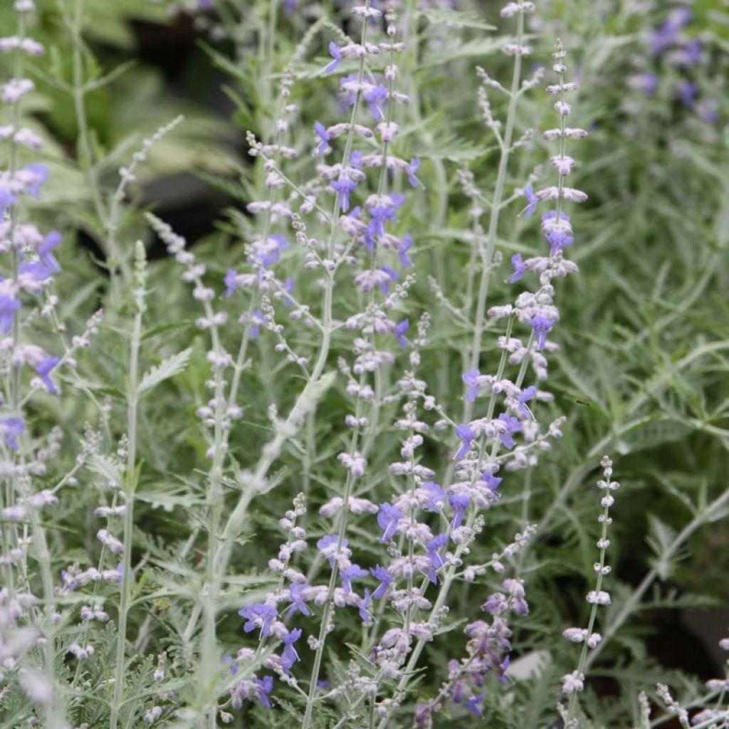 Perovskia atriplicifolia Blue Spire - Sauge de Sibérie