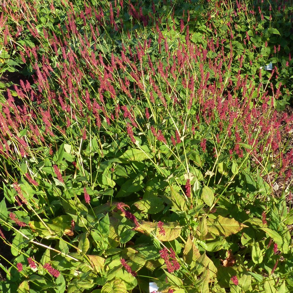 Renouée - Persicaria amplexicaulis Blackfield