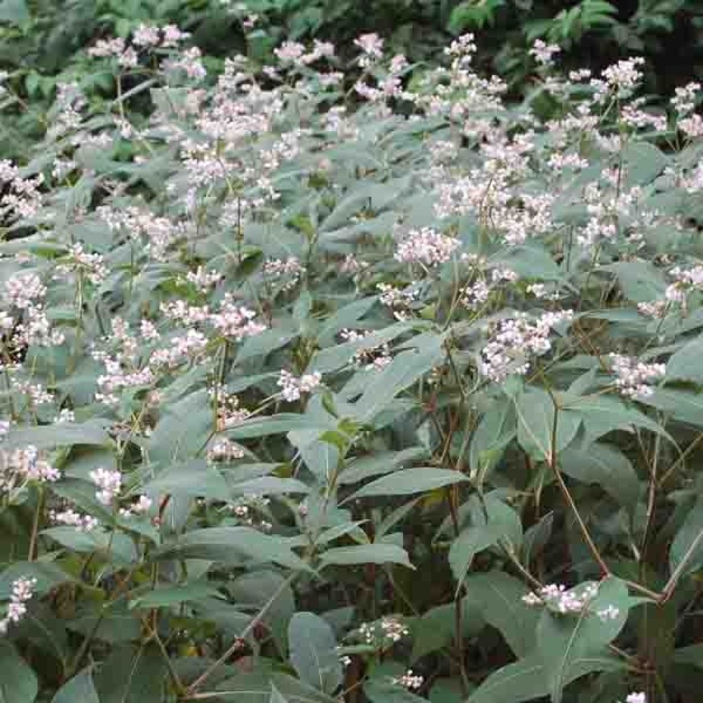 Renouée - Persicaria campanulata