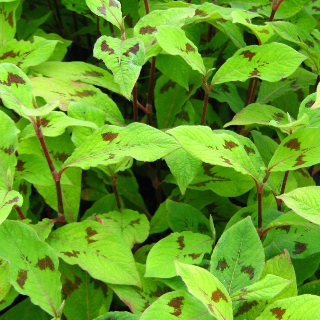 Renouée - Persicaria filiformis