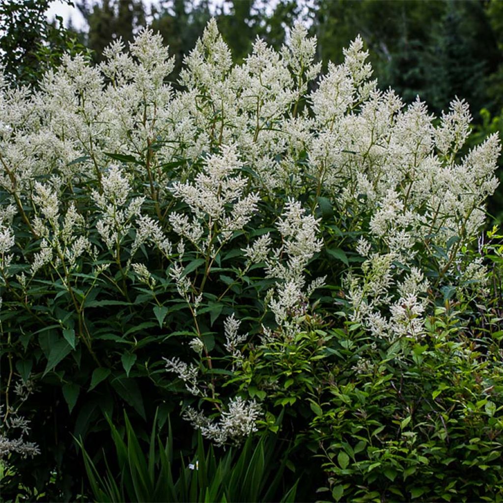 Renouée - Persicaria polymorpha