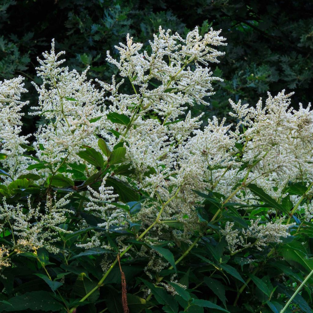 Renouée - Persicaria polymorpha