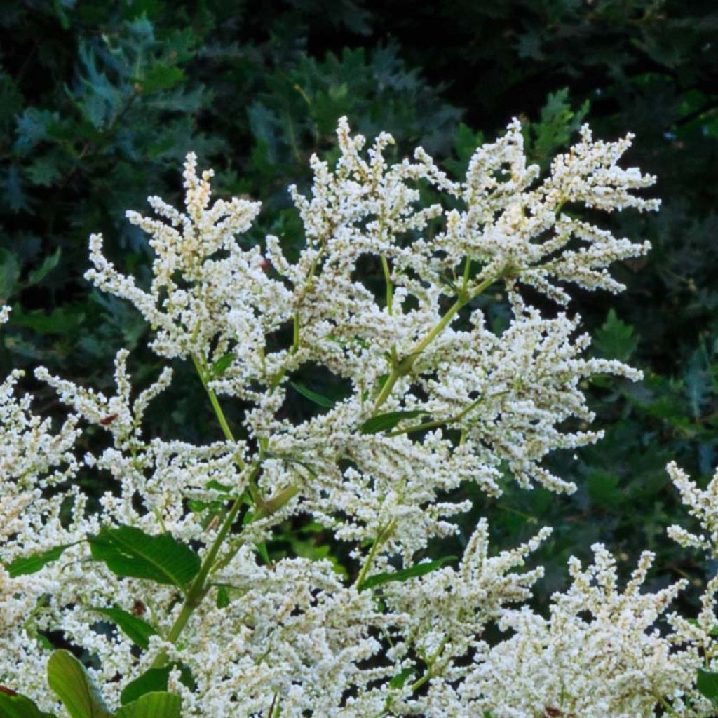 Renouée - Persicaria polymorpha