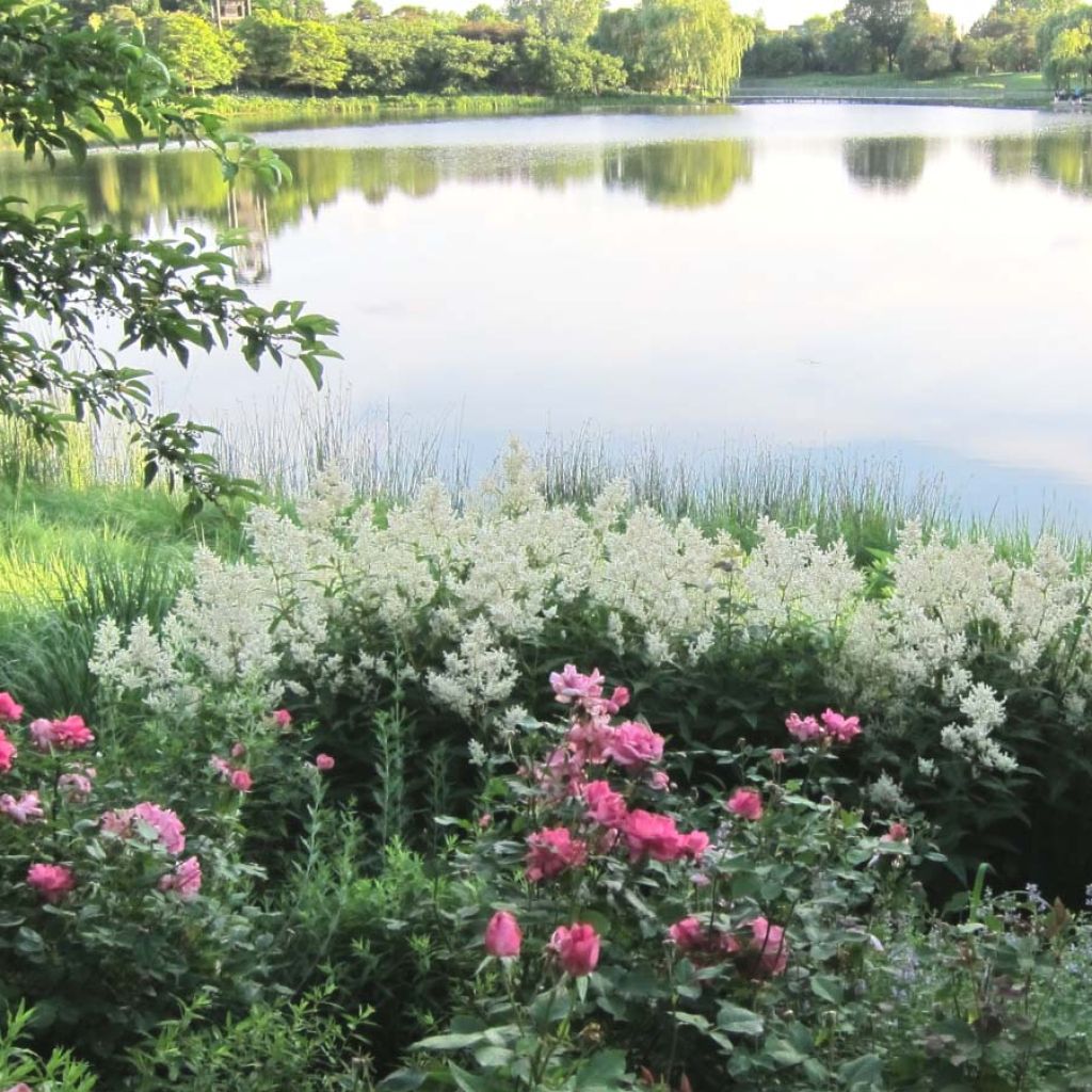 Renouée - Persicaria polymorpha