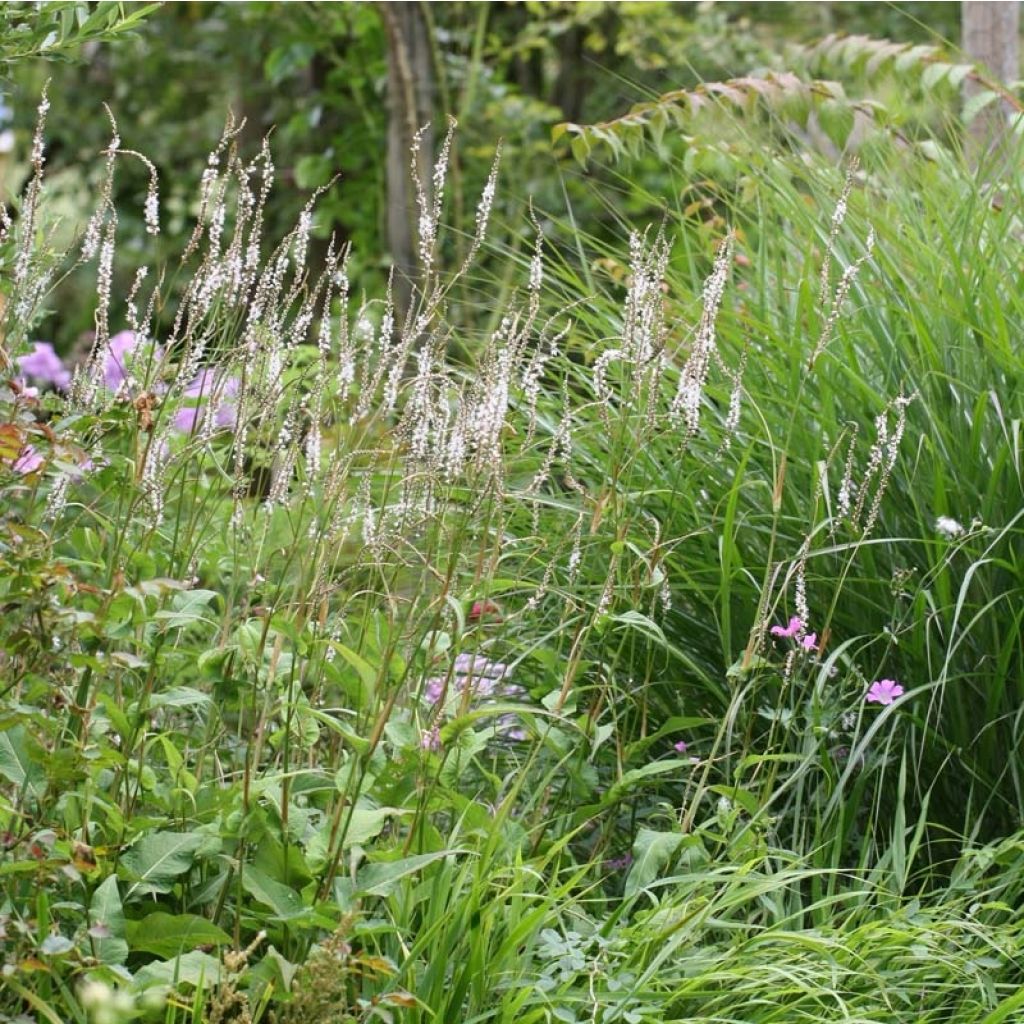 Renouée - Persicaria amplexicaulis Alba