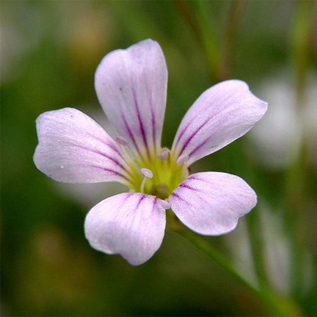 Oeillet des rochers - Petrorhagia saxifraga