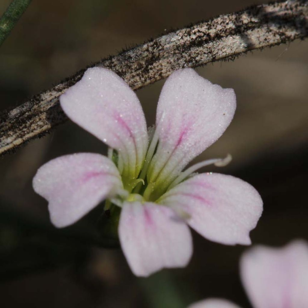 Oeillet des rochers - Petrorhagia saxifraga