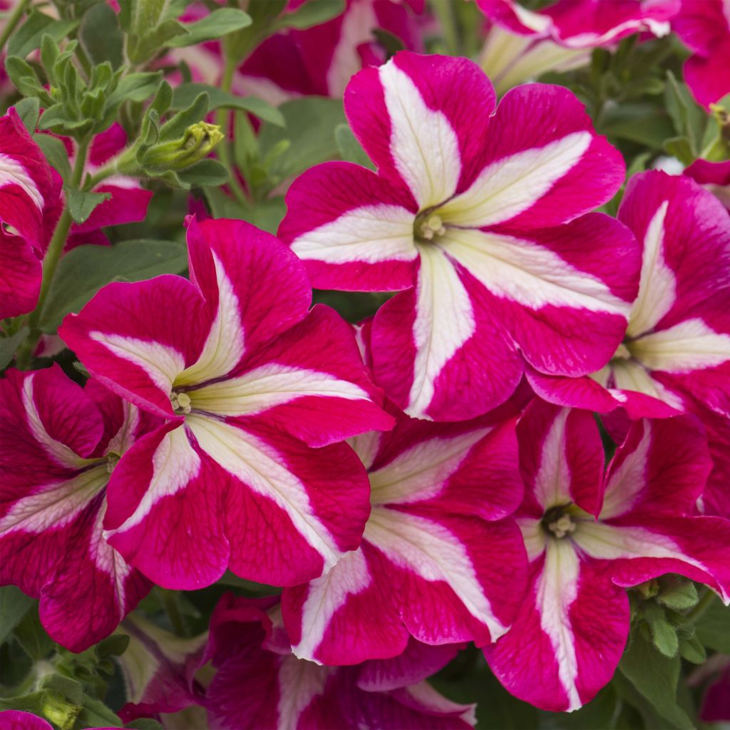Pétunia Designer Rose Star