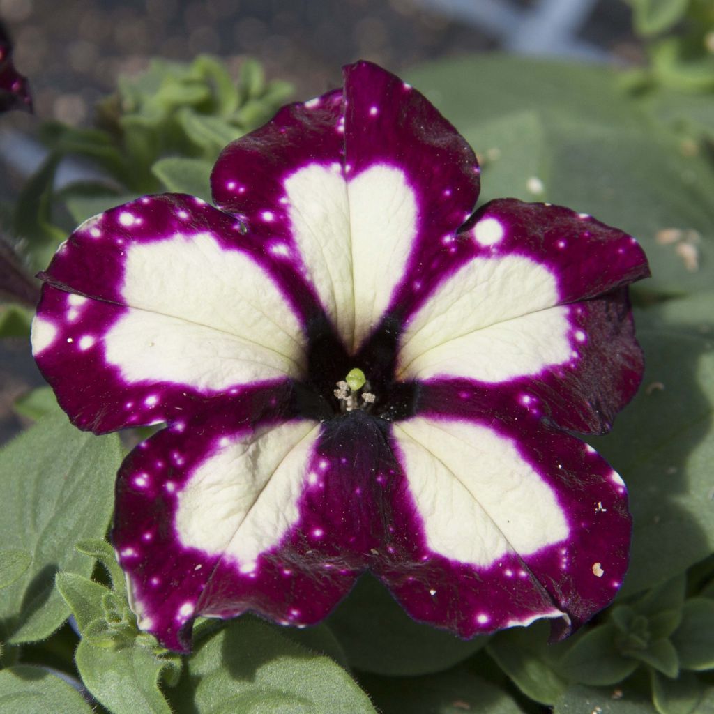 Pétunia Lightning Sky