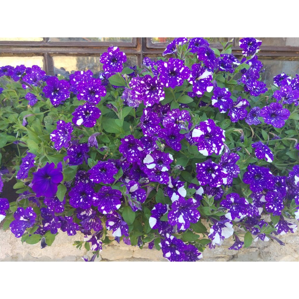 Pétunia Night Sky