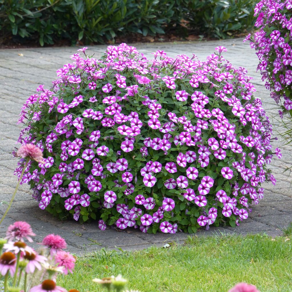 Pétunia Supertunia Raspberry Star