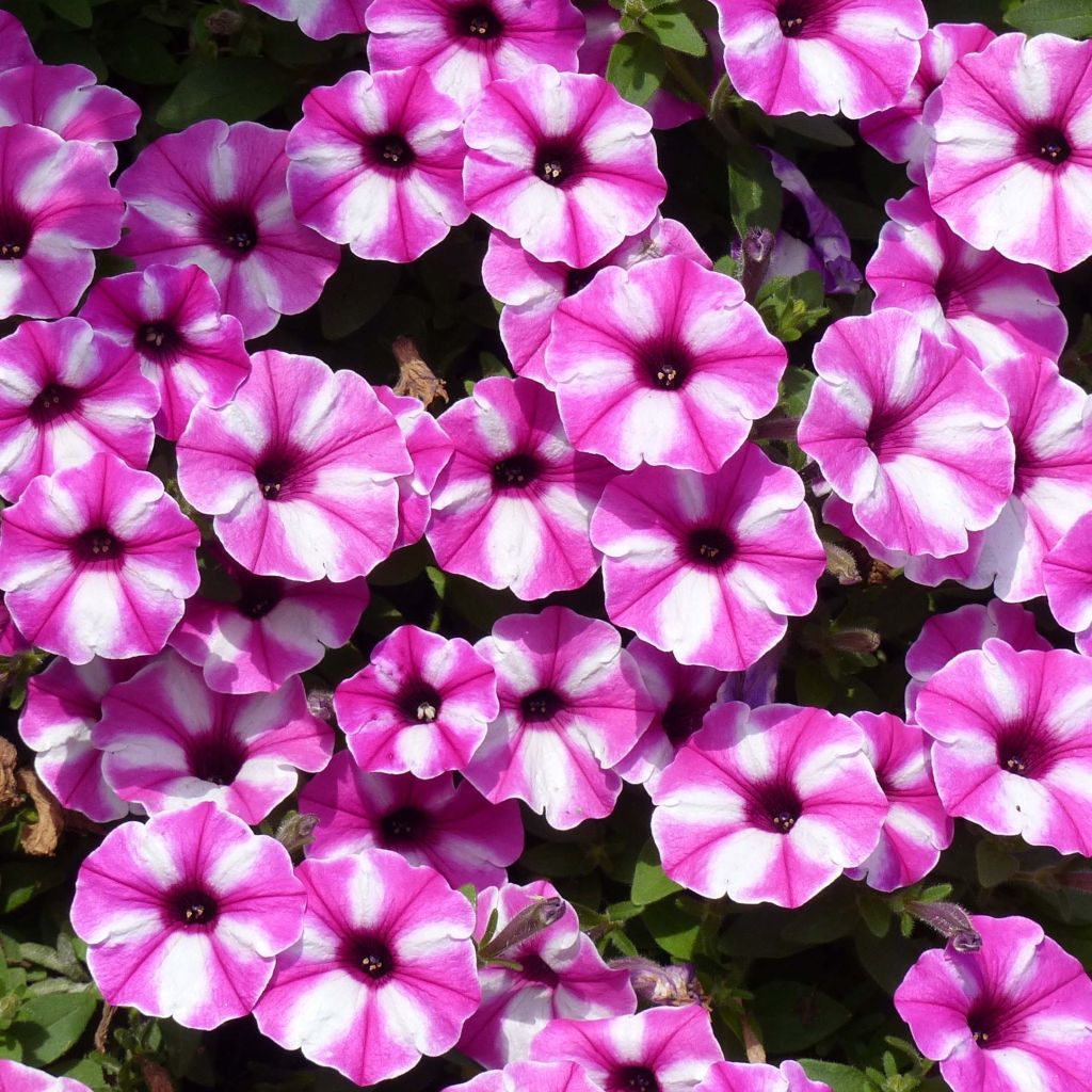 Pétunia Supertunia Raspberry Star