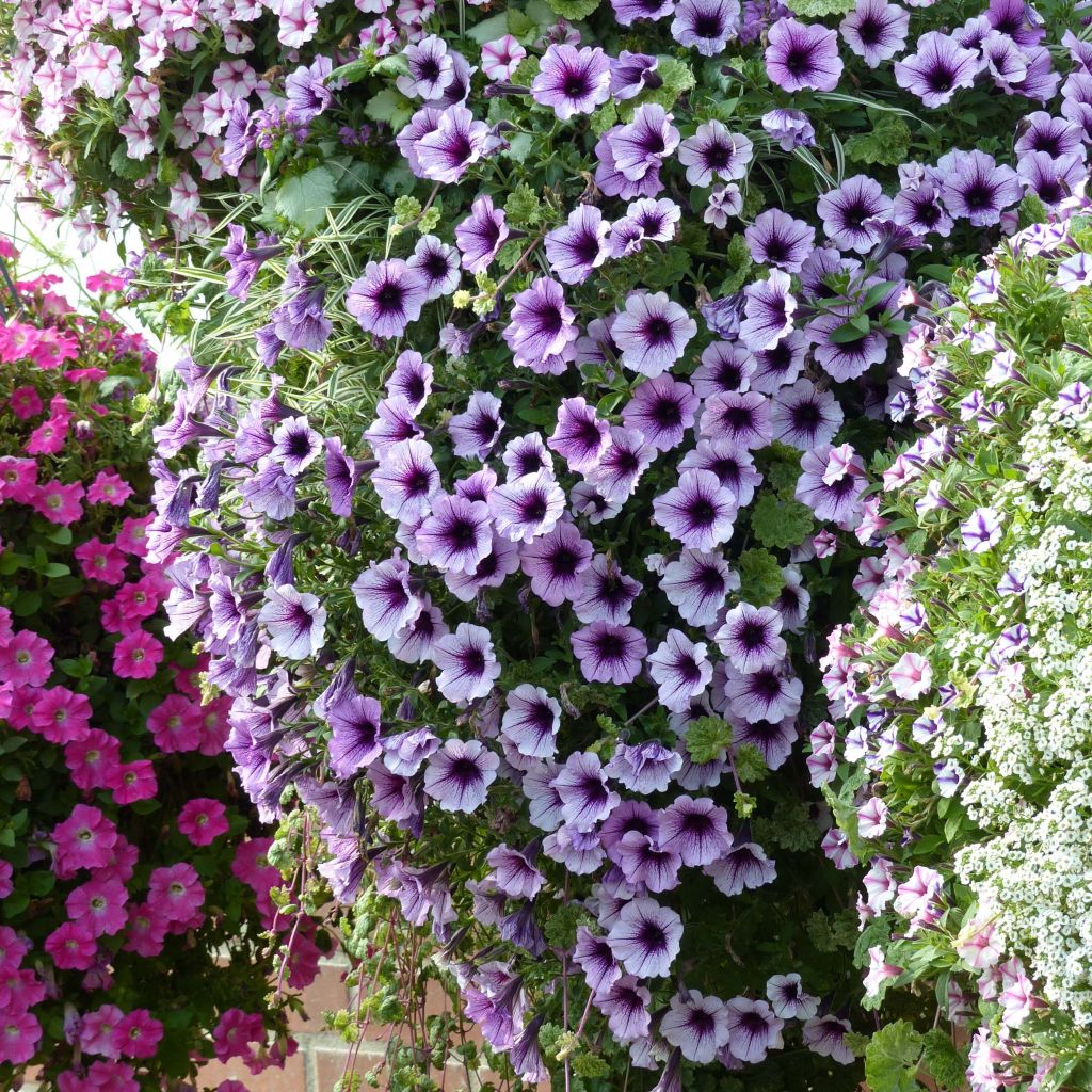 Pétunia Supertunia Bordeaux