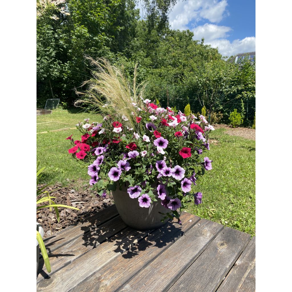 Pétunia Supertunia Bordeaux