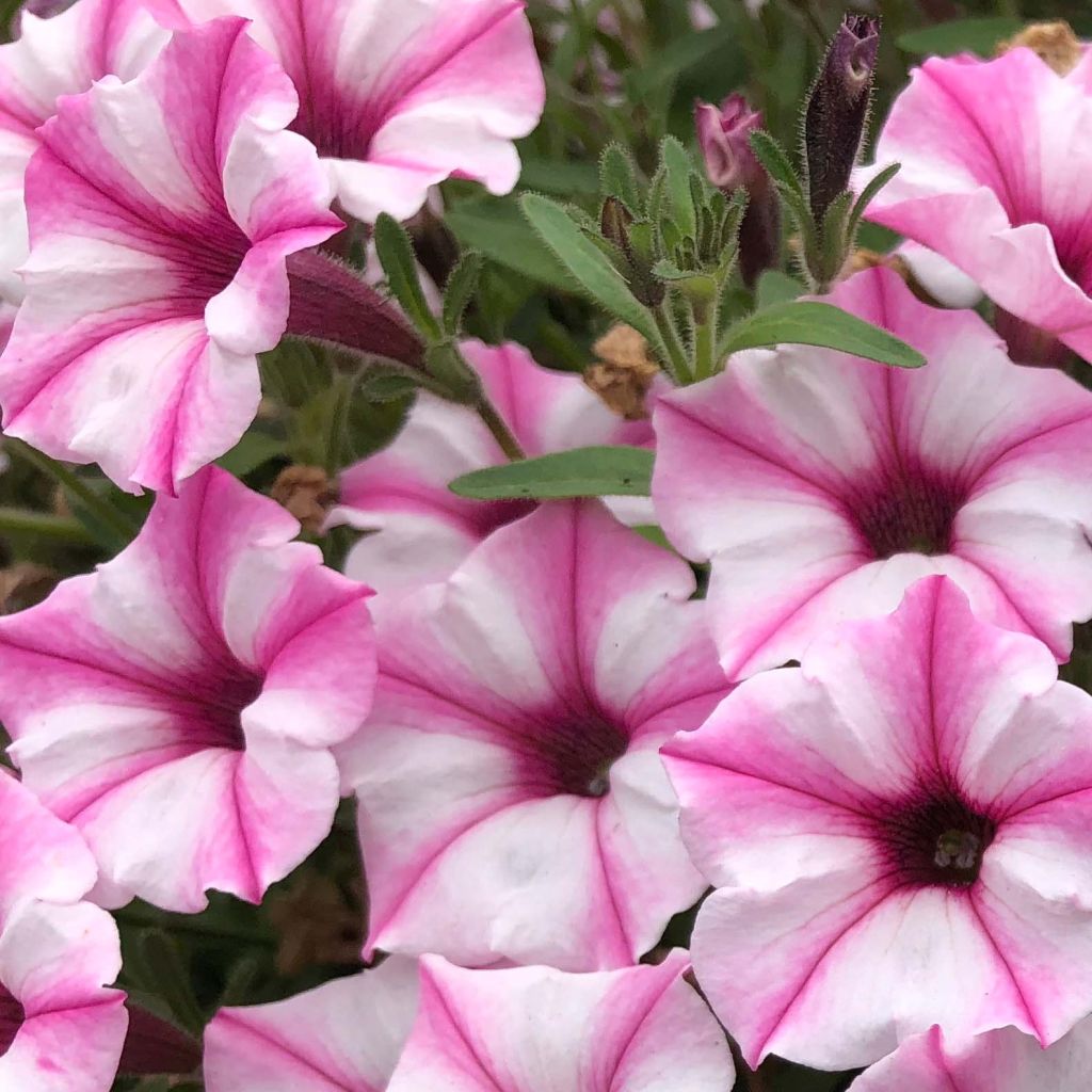 Pétunia Supertunia Pink Star