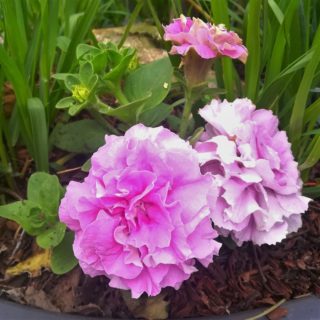 Pétunia Surfinia Double Lilac