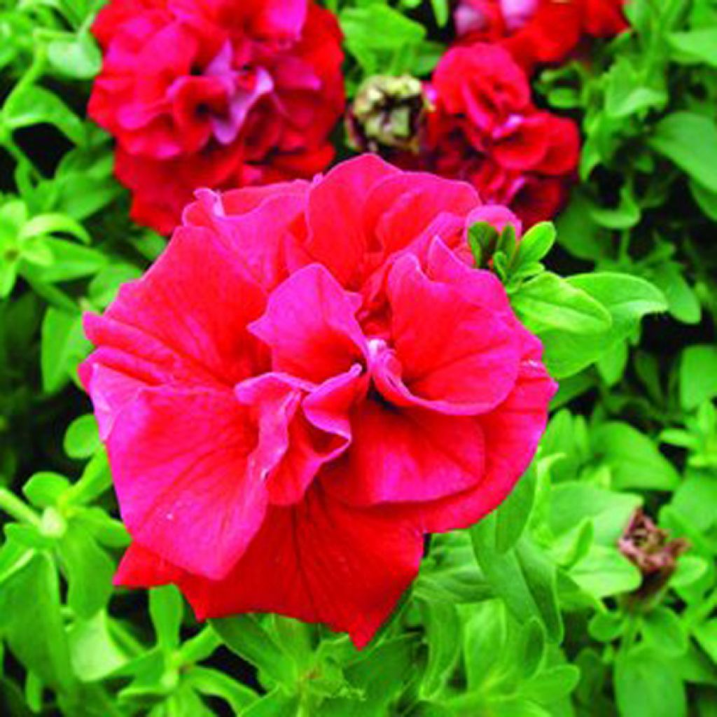 Pétunia surfinia double rouge