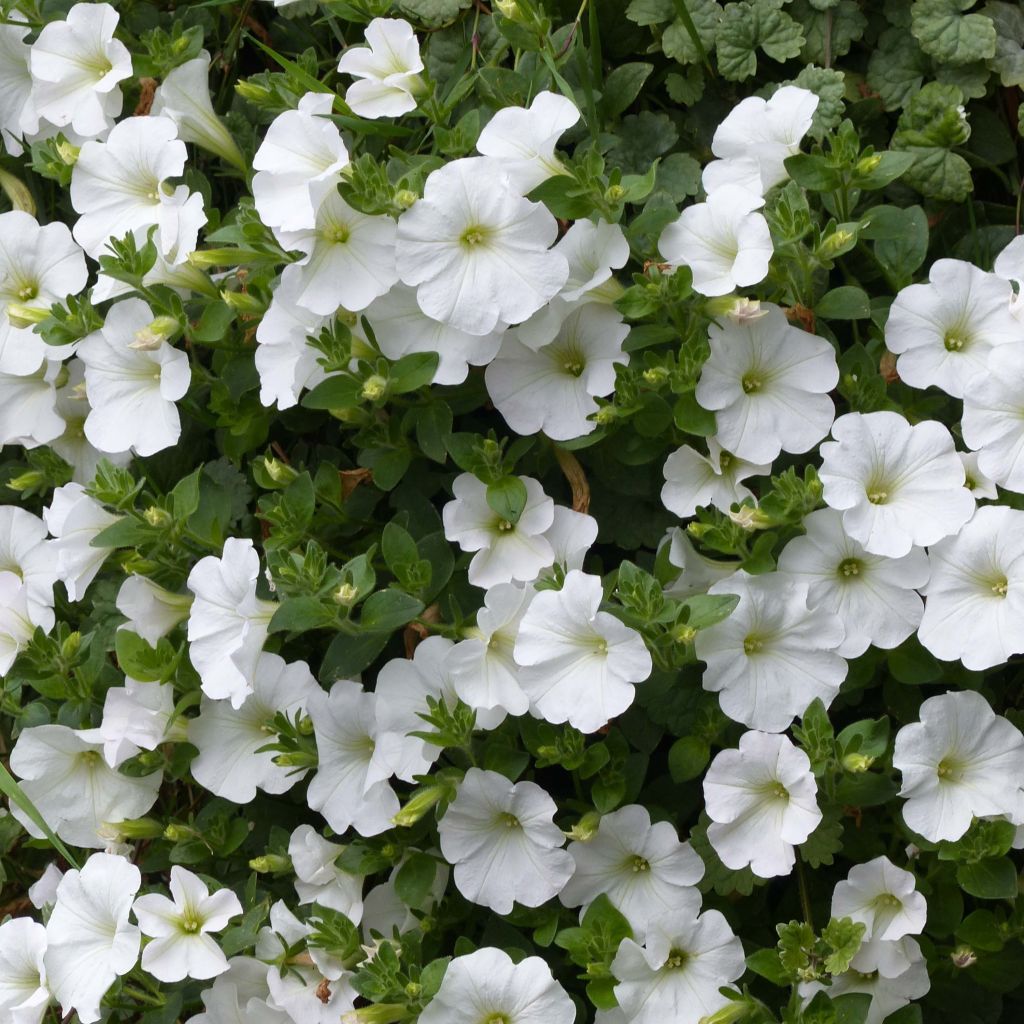 Pétunia Surfinia Snow blanc