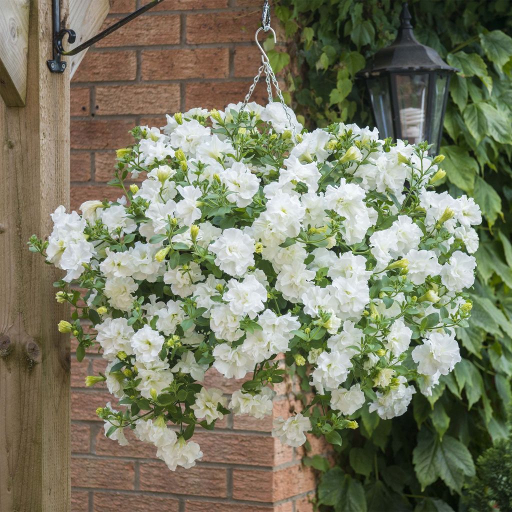 Pétunia Tumbelina Diana double blanc