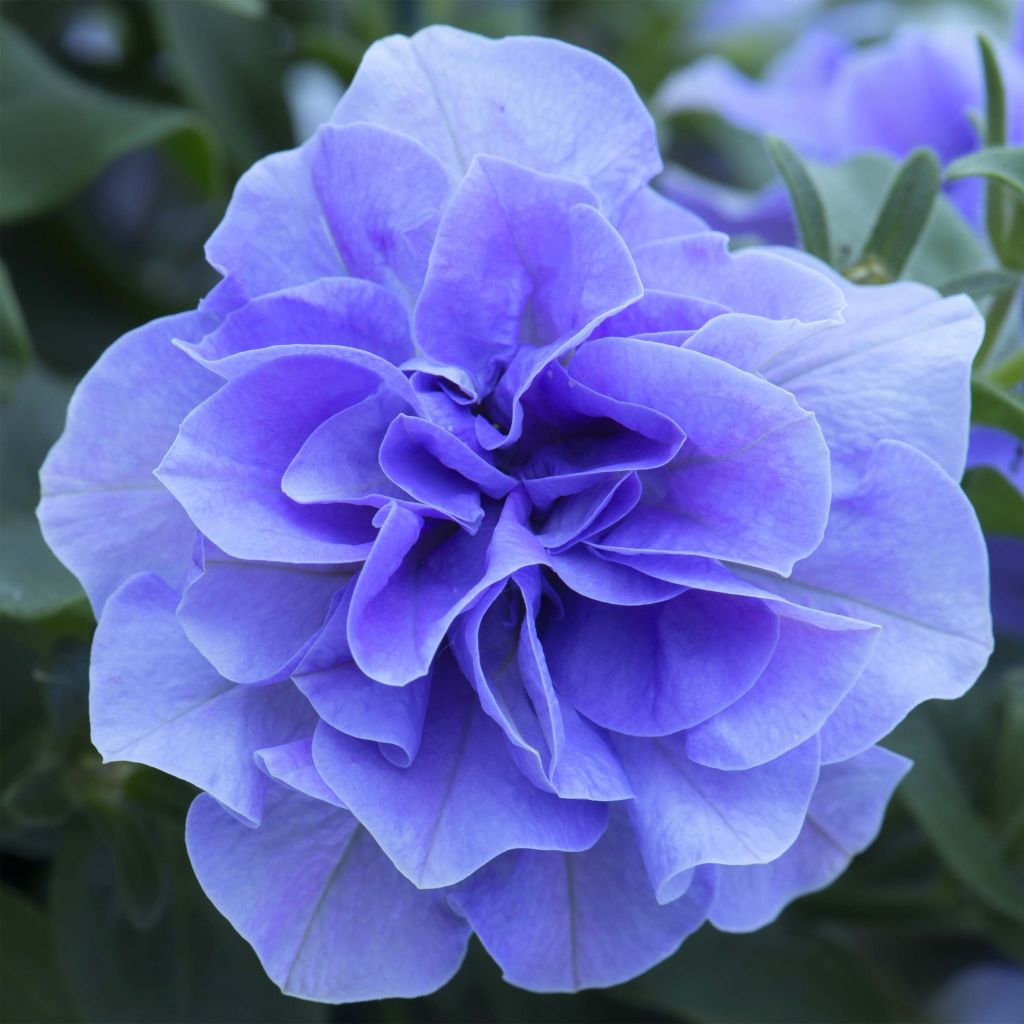 Pétunia Tumbelina Maria double bleu azur