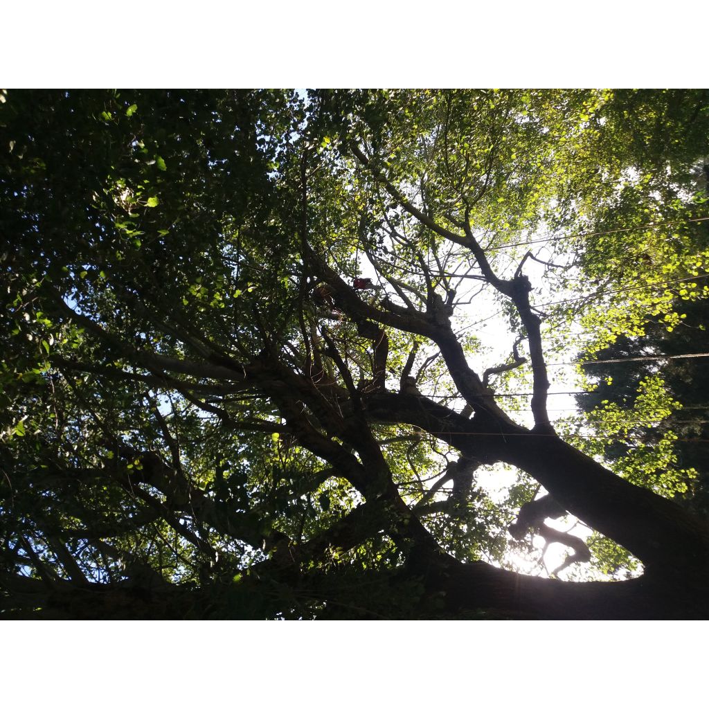 Peuplier argenté - Populus alba Nivea