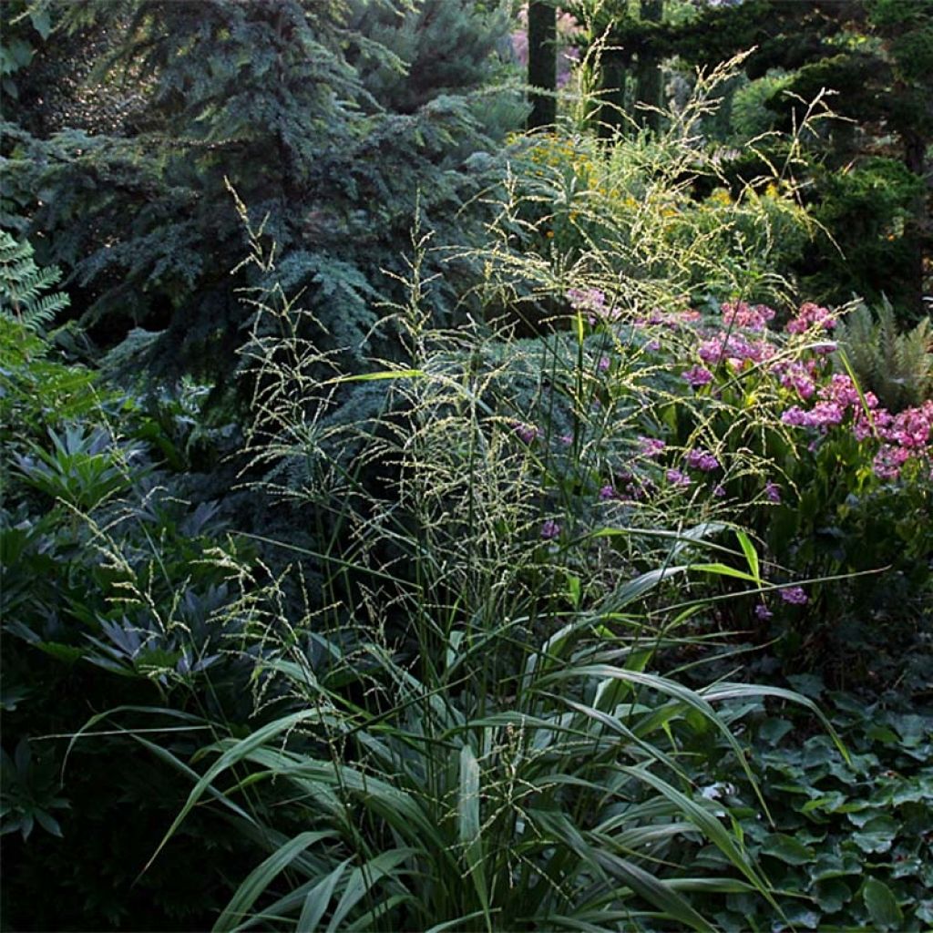 Phaenosperma globosa - Graminée