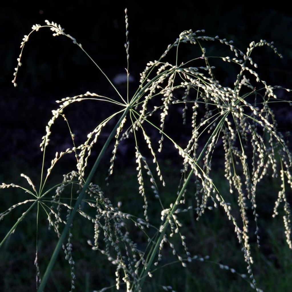 Phaenosperma globosa - Graminée