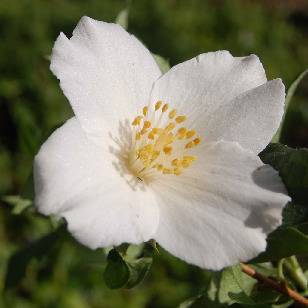 Seringat des jardins - Philadelphus Belle Etoile