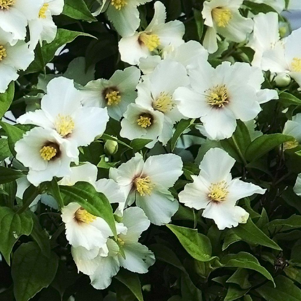 Seringat des jardins - Philadelphus Belle Etoile